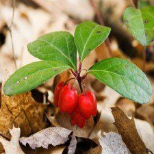 Wintergreen